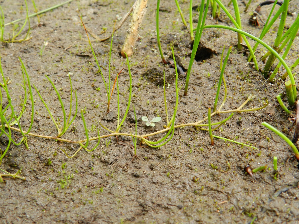 Pilularia globulifera, Pillwort